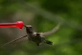 Hummingbird 1 Fly in & out Loop Footage