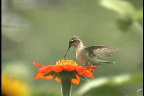 Hummingbird  1 Stock Footage 679223