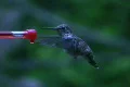 Hummingbird 10 Fly away Footage