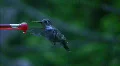 Hummingbird 10 Fly away HD Footage