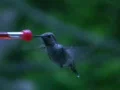 Hummingbird 11 Fly away Web Footage