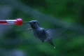 Hummingbird 11 Fly away Footage
