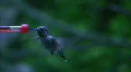 Hummingbird 11 Fly away HD Footage