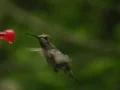 Hummingbird 12 Fly away Web Footage