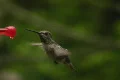 Hummingbird 12 Fly away Footage