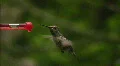 Hummingbird 12 Fly away HD Footage