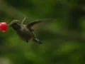 Hummingbird 13 Fly in & out Loop Web Footage