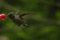 Hummingbird 13 Fly in & out Loop Footage