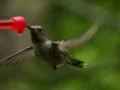 Hummingbird 14 CU Fly in & out Loop Web Footage