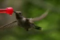 Hummingbird 14 CU Fly in & out Loop Footage