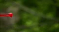 Hummingbird 2 Fly in Slow motion 1/10 HD Footage