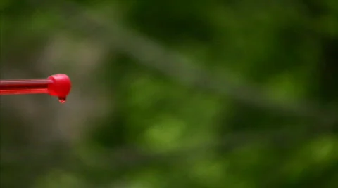 Hummingbird 2 Fly in Slow motion 1/10 Stock Footage