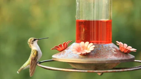 Hummingbird 2 Stock Footage 793830