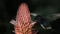 Hummingbird 2 HD Footage