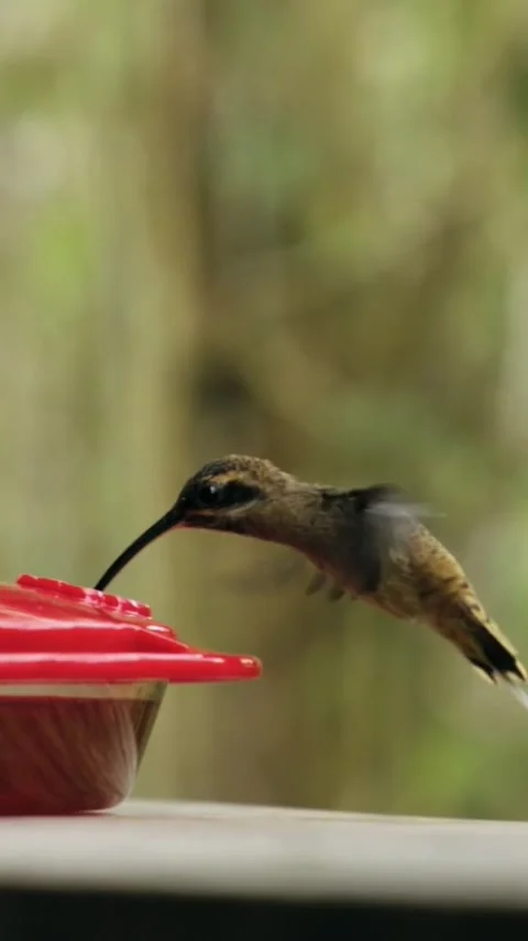 Hummingbird (2) Stock Footage 303390232