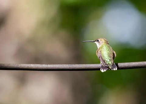 Hummingbird 2 Foto stock