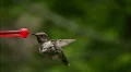 Hummingbird 3 Fly away Slow motion 1/10 speed HD Footage