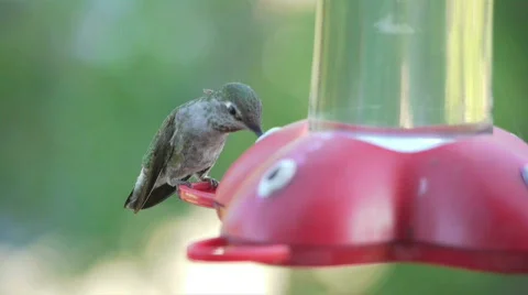 Hummingbird 3. Stock Footage 676160