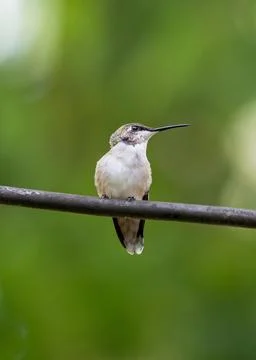 Hummingbird 3 Foto stock