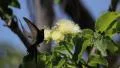 Hummingbird 4 HD Footage