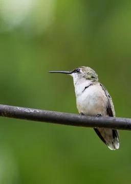 Hummingbird 4 Foto stock