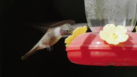 HUMMINGBIRD 4K Stock Footage 333295393