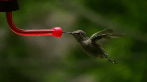 Hummingbird 5 Fly in & out Loop Stock Footage