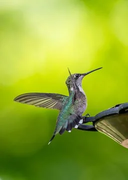 Hummingbird 5 Foto stock