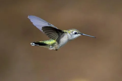 Hummingbird Alone Stock Photos