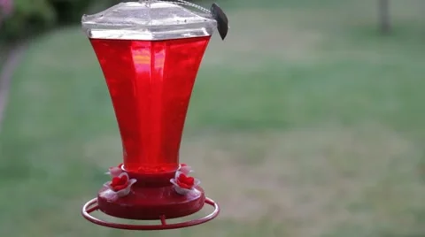 Hummingbird and The Feeder Stock-Footage 8571338