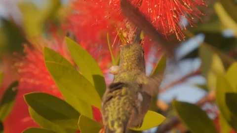 Hummingbird and Melaleuca Viminalis in Slow Motion Stock Footage 89950740
