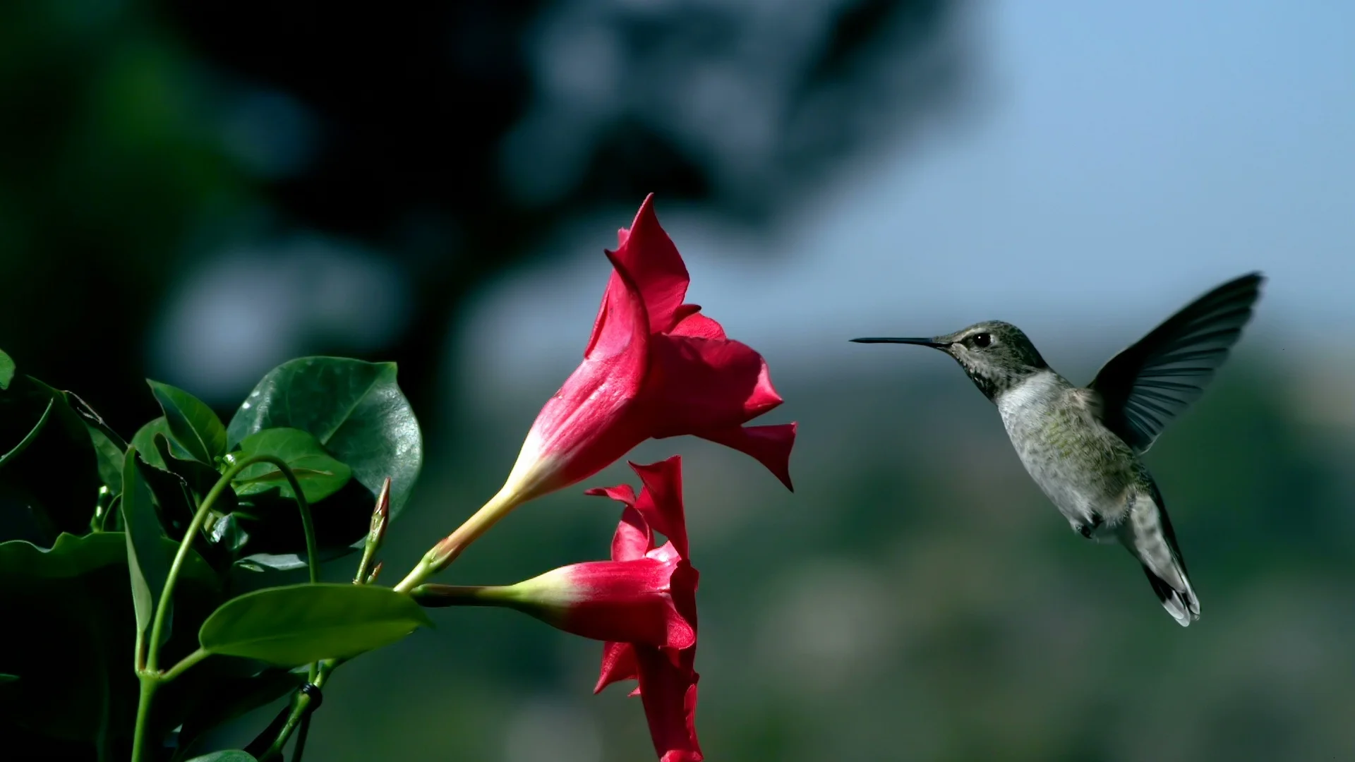 Hummingbird Approaching Mandevilla Red Flower Slow Motion