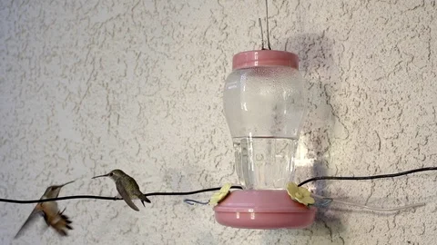 Hummingbird attacker grabs opponent's beak 240fps slow motion Video stock 90684820