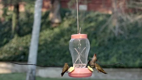Hummingbird attacks another at feeder in 240fps slow motion Stock Footage 90683047
