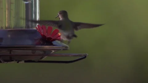 Hummingbird Balancing While Eating Slow Motion Stock Footage 51676835