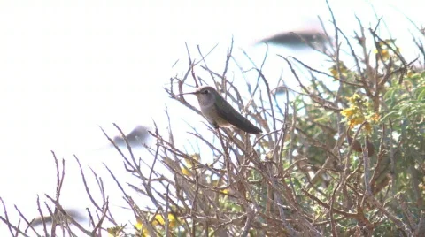 Hummingbird at beach Stock-Footage 652497