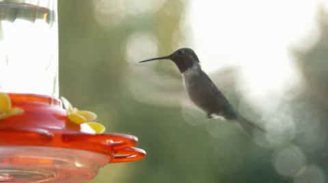 Hummingbird Beating Its Wings Furiously At A Feeder Stock Footage 35405053