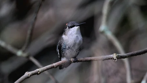 Hummingbird, Bee CU facing camera 스톡 동영상 98394705
