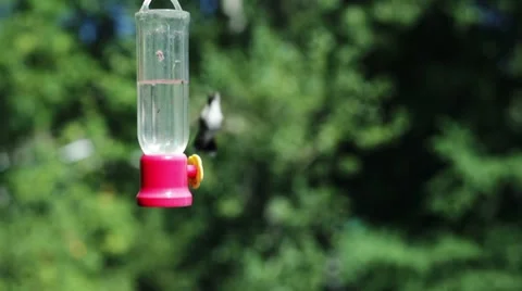Hummingbird at bird feeder. Stock-Footage 8660245