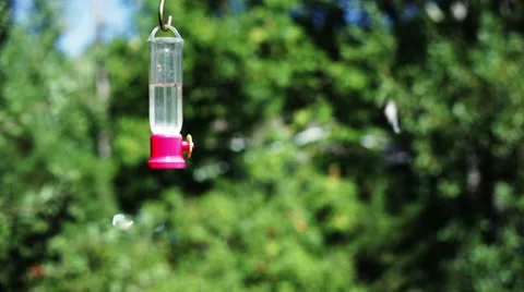 Hummingbird at bird feeder. Stock-Footage 8688973