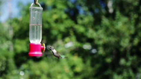 Hummingbird at bird feeder. Video stock 8762433
