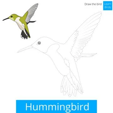 Hummingbird bird learn to draw vector Stock Illustration