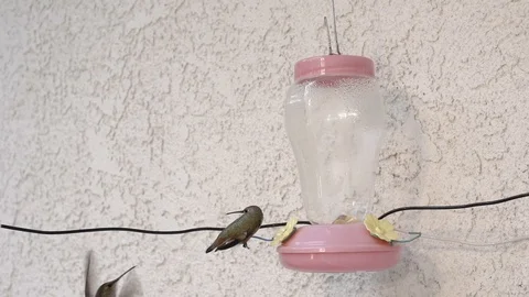 Hummingbird bites and claws another in slow motion 240fps Stock Footage 90683352