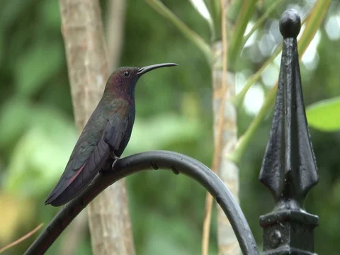 Hummingbird on a black rail Video stock 85568006