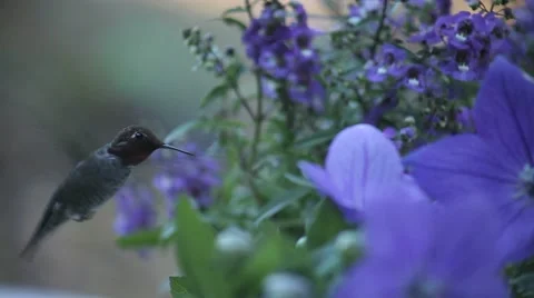Hummingbird in blue flowers Stock Footage 8564720