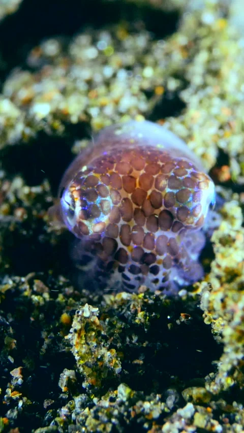 Hummingbird bobtail squid digging the sand to hide Vidéo 227812523