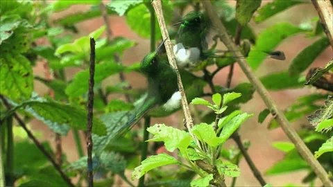 Hummingbird, Booted Racket-tail display Stock Footage 140294342