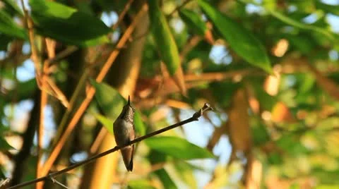 HummingBird on A branch 1a Stock Footage 11710653