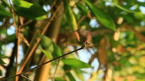 HummingBird on A branch 1c Video stock 11710770