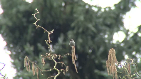 Hummingbird on branch flys away Stock Footage 44796314